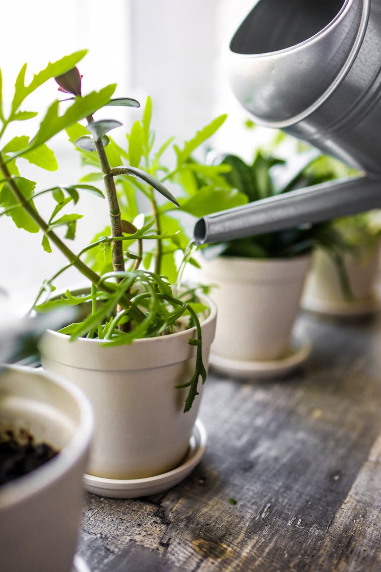 Close-up of indoor plants being watered with a metal can on a window sill.